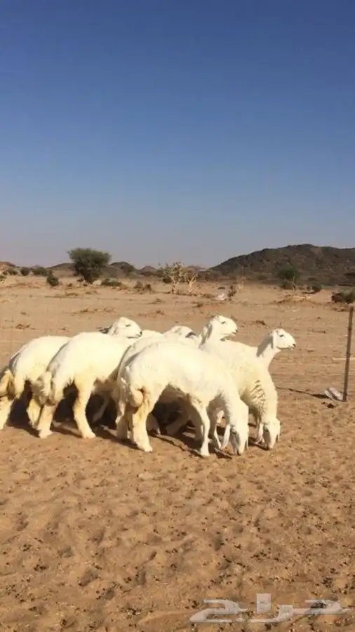 عروض الحريات رقم 2 حلال ابو حمدان الحبابي 45