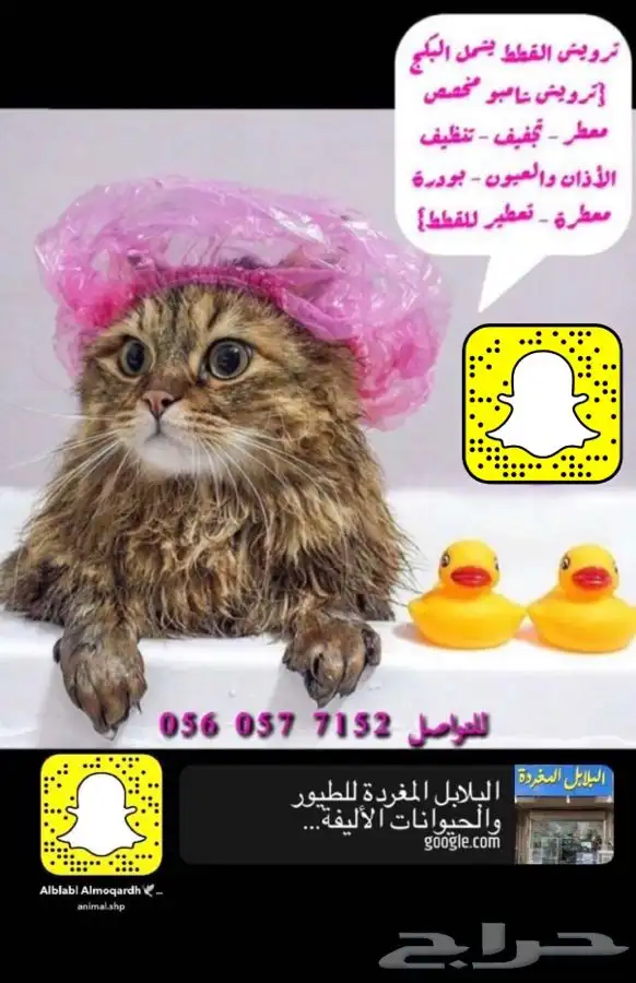 ترويش قطط - غسيل قطط - تنظيف قطط الاحساء 0