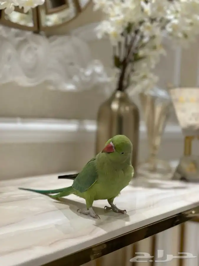 انثى دره هندي ( تم البيع ) 2