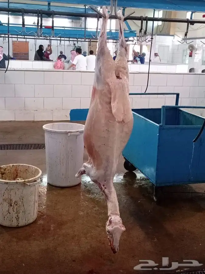 ذبايح خرفان تيوس 13