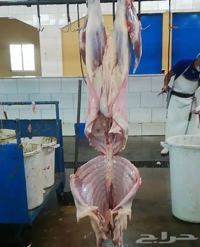 ذبايح خرفان تيوس 8