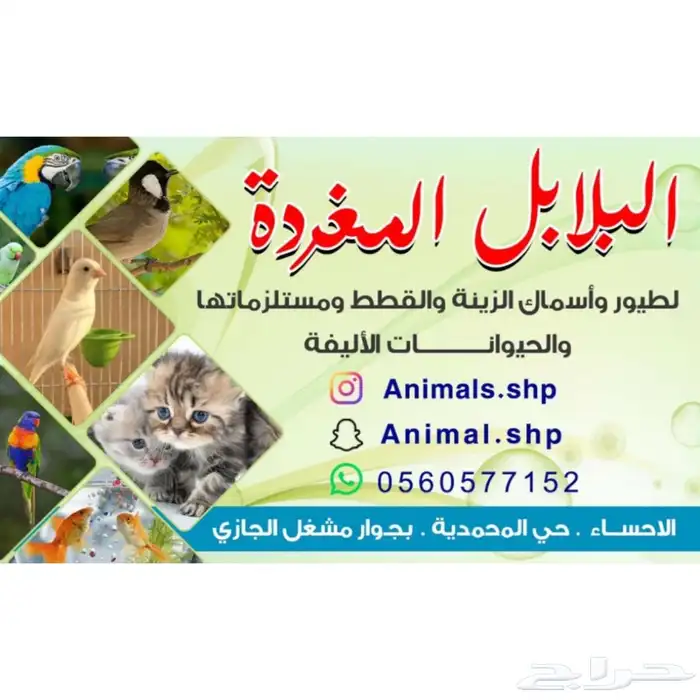 ترويش قطط - غسيل قطط - تنظيف قطط الاحساء 1