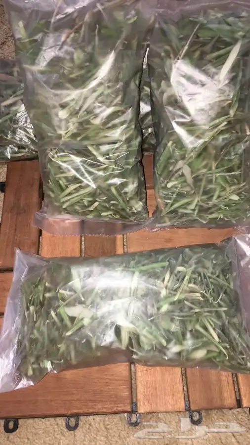 زيت زيتون الجوف عضوي تقليدي 1446هجري16لتر750ريال شامل الشحن 20