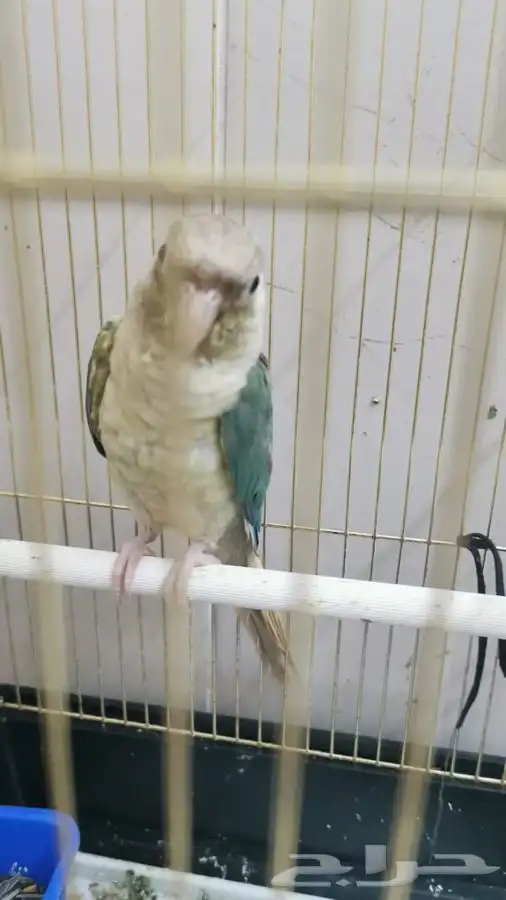 ذكر كنيور سينامون تركواز (( تم البيع )) 0