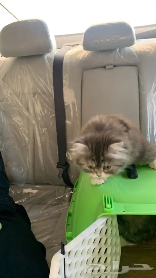 نقل توصيل شحن حيوانات من جدة الى الرياض الدمام والعكس 4