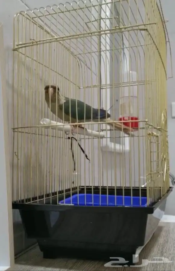 ذكر كنيور سينامون تركواز (( تم البيع )) 4