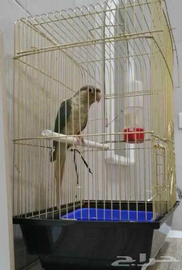 ذكر كنيور سينامون تركواز (( تم البيع )) 3