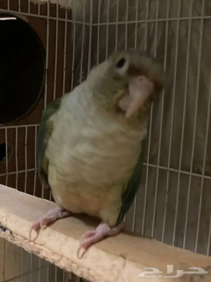 ذكر كنيور سينامون تركواز (( تم البيع )) 1