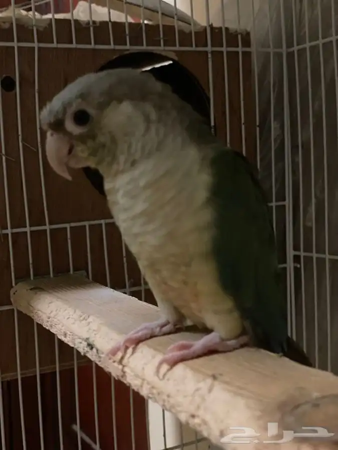 ذكر كنيور سينامون تركواز (( تم البيع )) 2