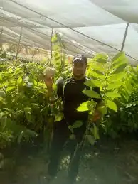 شتلات قشطه عبد الرزاق 2