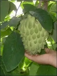 شتلات قشطه عبد الرزاق 1