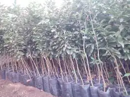 شتلات يوسف كينو 2