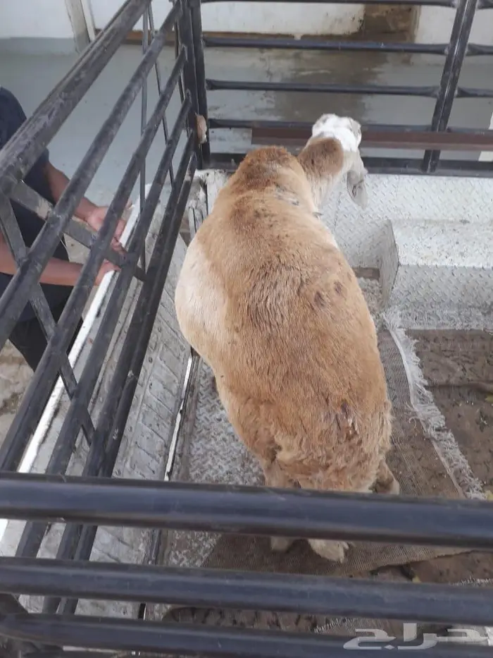 حفلات شواء خارجية خرجه مشاوي . جده مكه 16