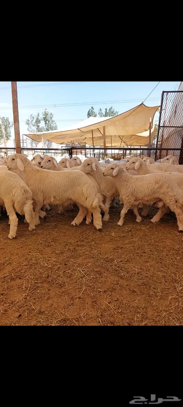 ذبايح ثلاجة مع التغليف وطبخ مع التوصيل 11