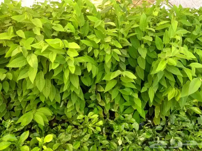 شتلات قشطه عبد الرزاق 0