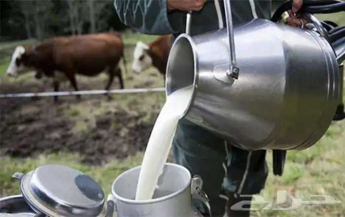  يتوفر لدينا حليب بقر طازج وطبيعي ( الموقع الزلفي) 0