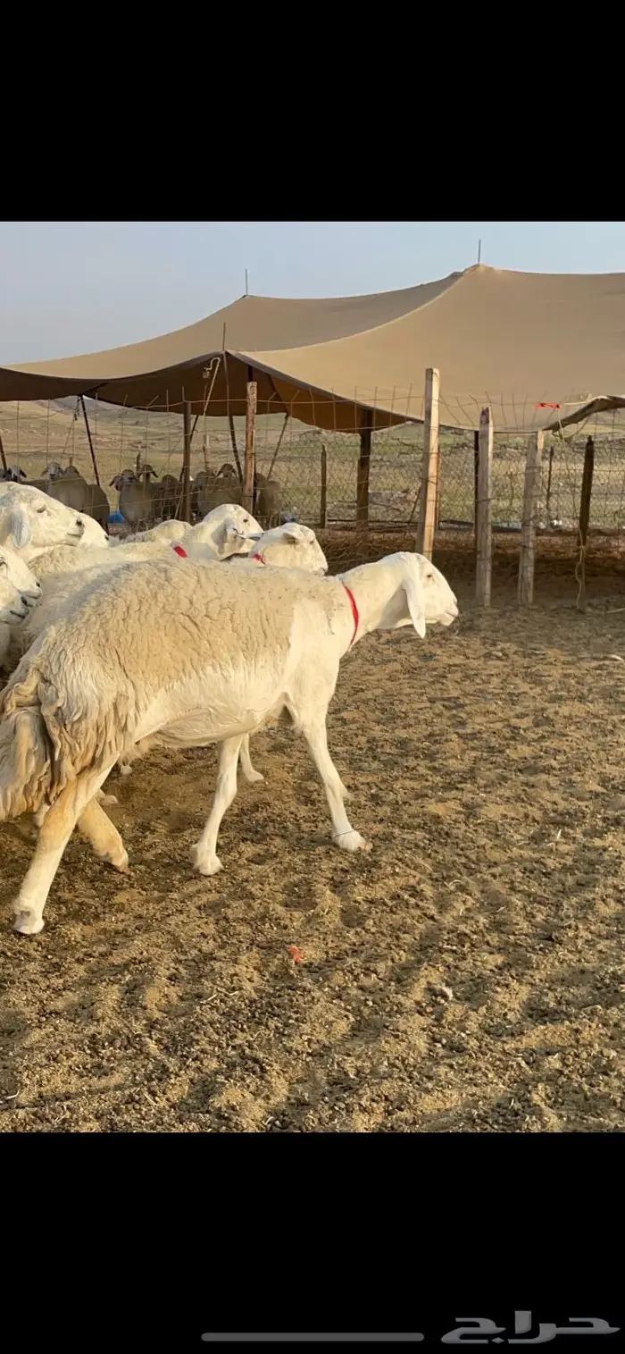 غنم حرية صنف جروم شي نادر مراح واحد 0