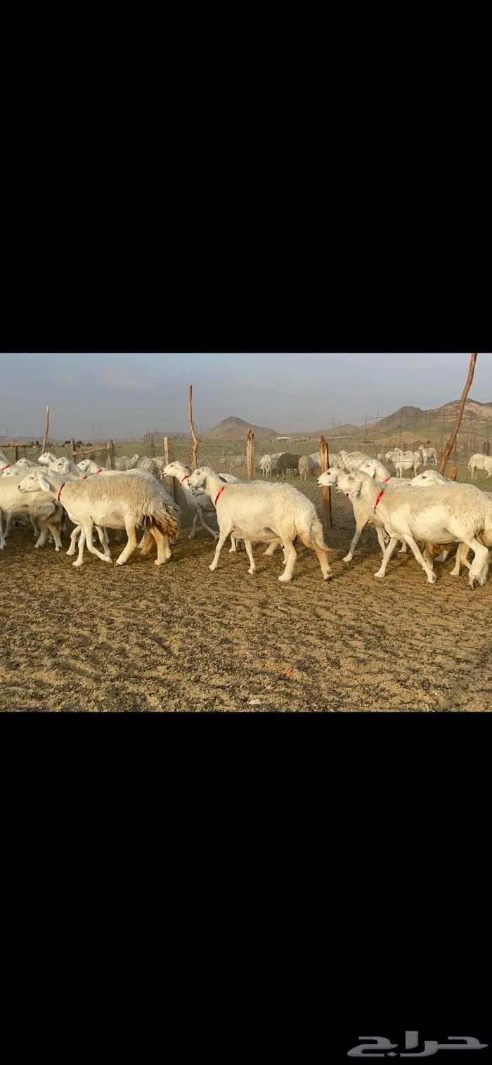 غنم حرية صنف جروم شي نادر مراح واحد 1