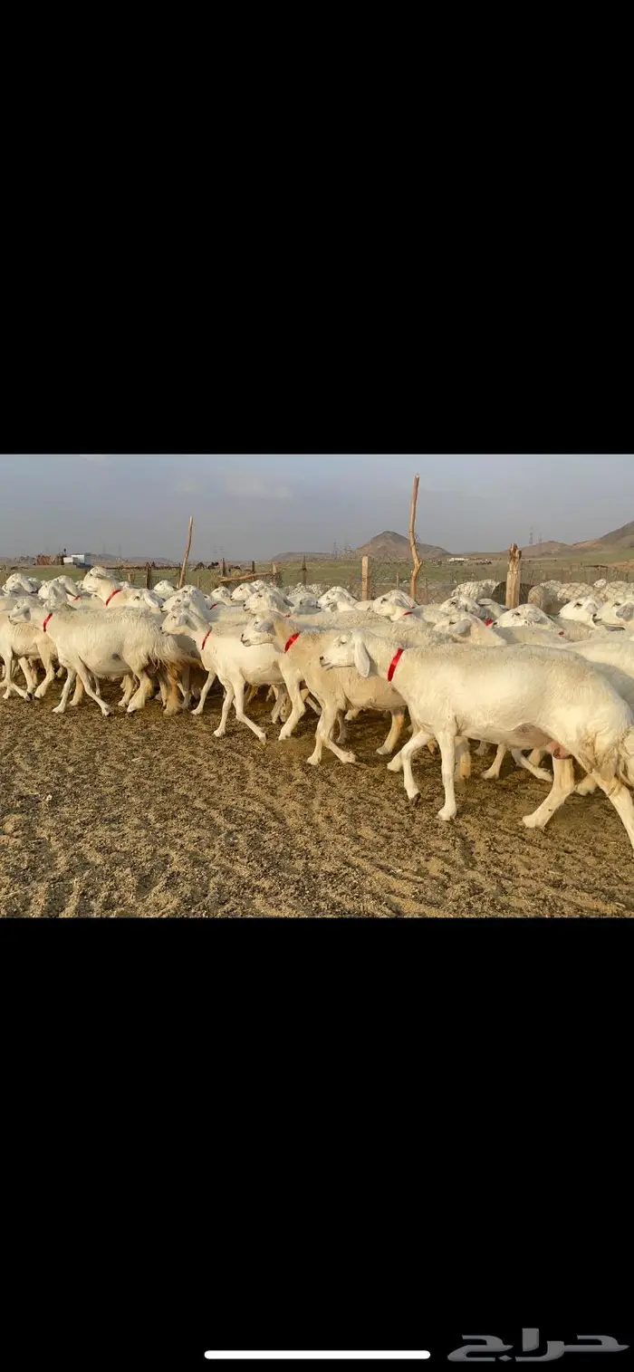 غنم حرية صنف جروم شي نادر مراح واحد 2