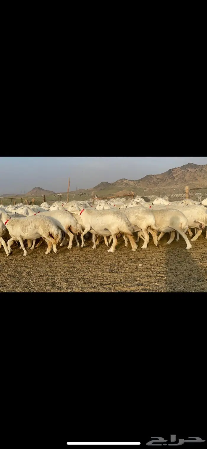 غنم حرية صنف جروم شي نادر مراح واحد 3