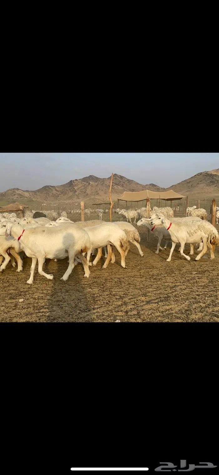 غنم حرية صنف جروم شي نادر مراح واحد 4