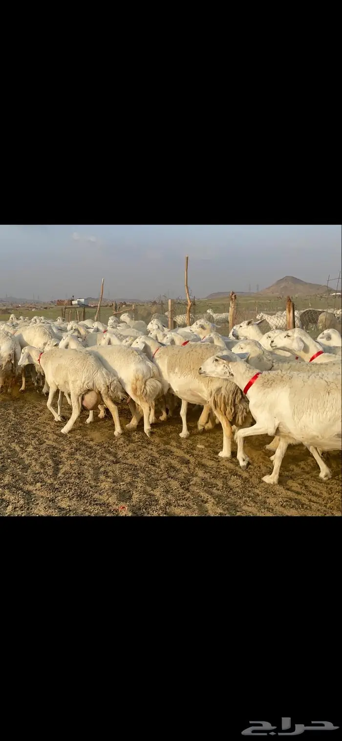 غنم حرية صنف جروم شي نادر مراح واحد 5