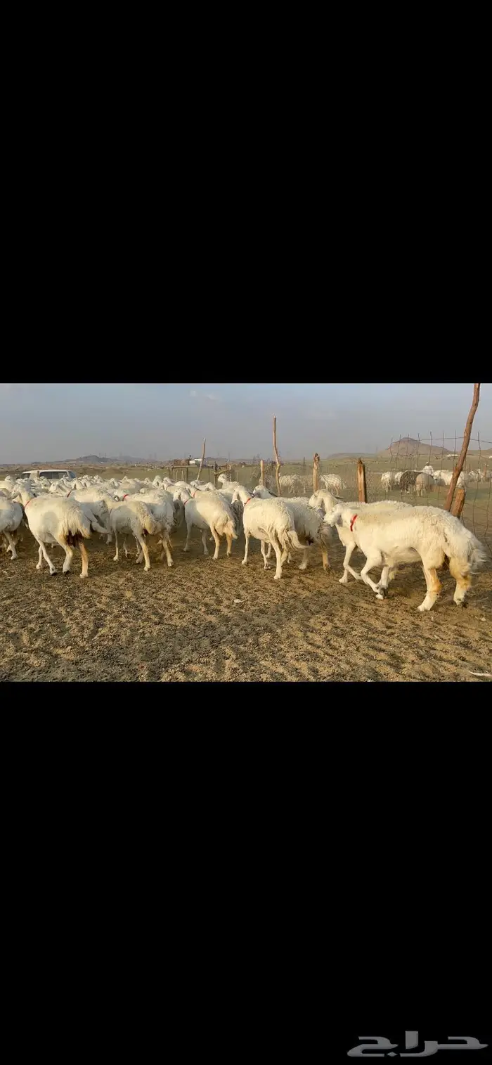 غنم حرية صنف جروم شي نادر مراح واحد 6