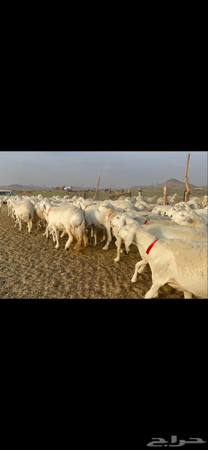 غنم حرية صنف جروم شي نادر مراح واحد 14