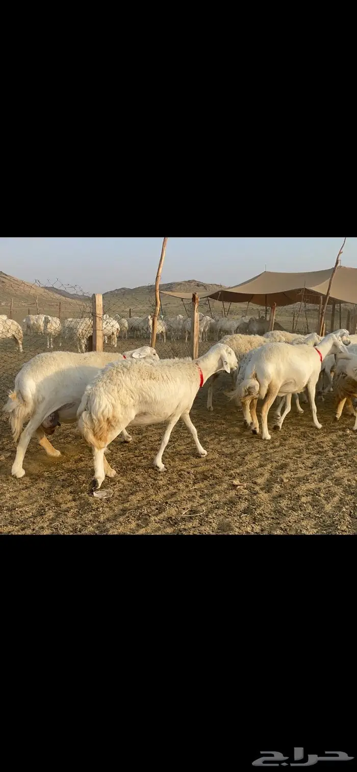 غنم حرية صنف جروم شي نادر مراح واحد 7