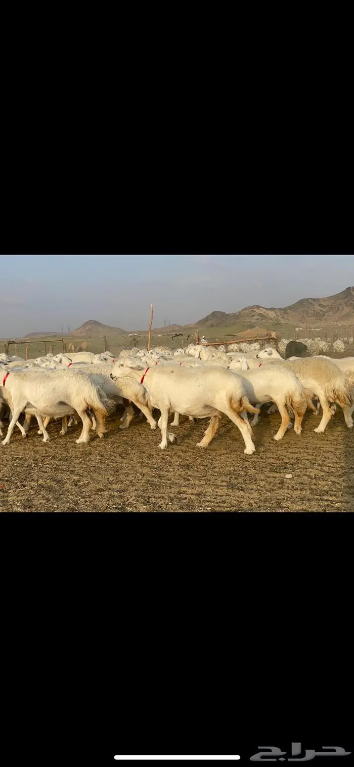 غنم حرية صنف جروم شي نادر مراح واحد 8