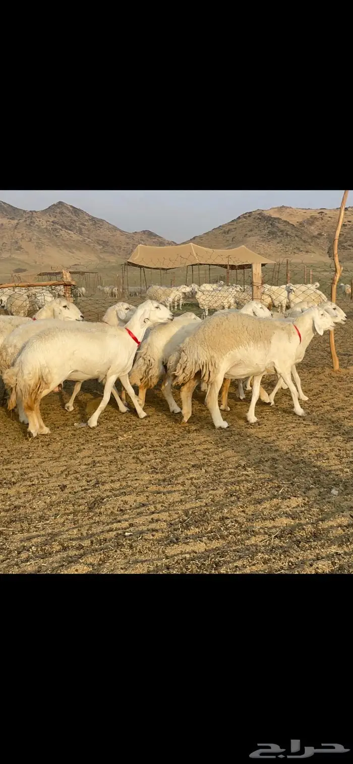 غنم حرية صنف جروم شي نادر مراح واحد 9