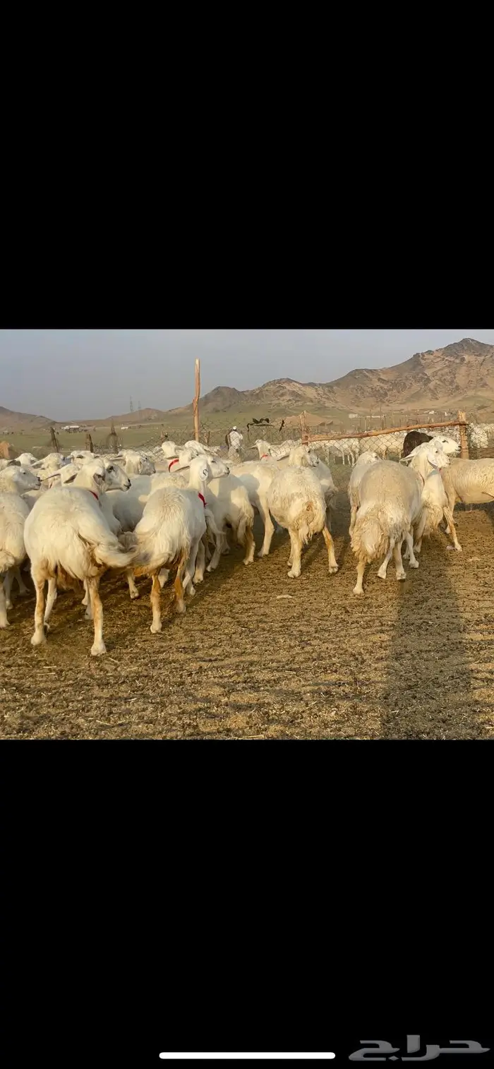 غنم حرية صنف جروم شي نادر مراح واحد 10