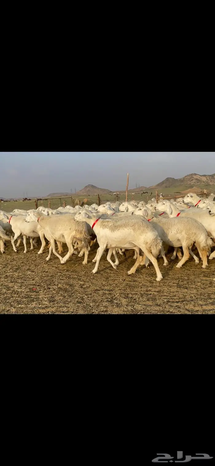 غنم حرية صنف جروم شي نادر مراح واحد 11