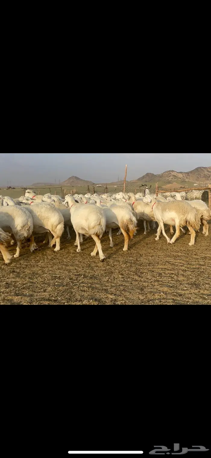 غنم حرية صنف جروم شي نادر مراح واحد 12