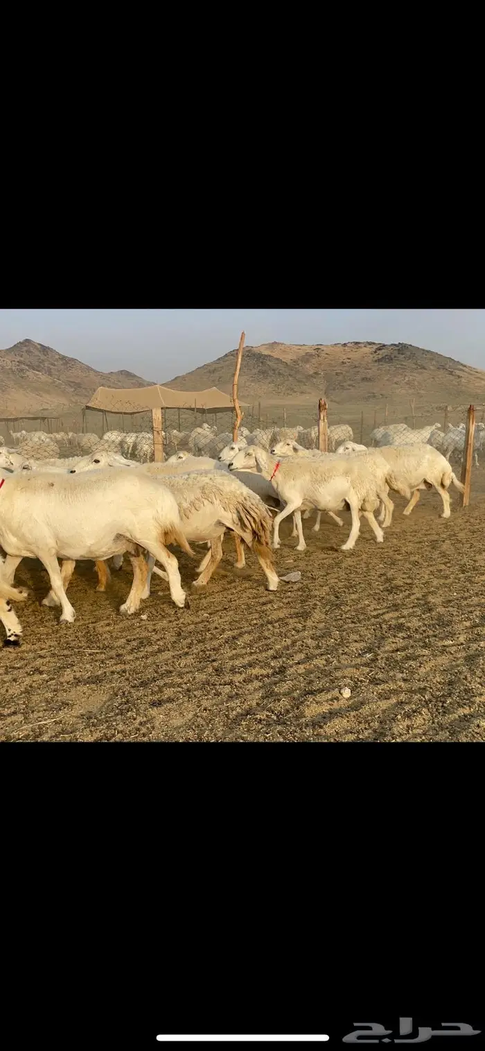 غنم حرية صنف جروم شي نادر مراح واحد 13