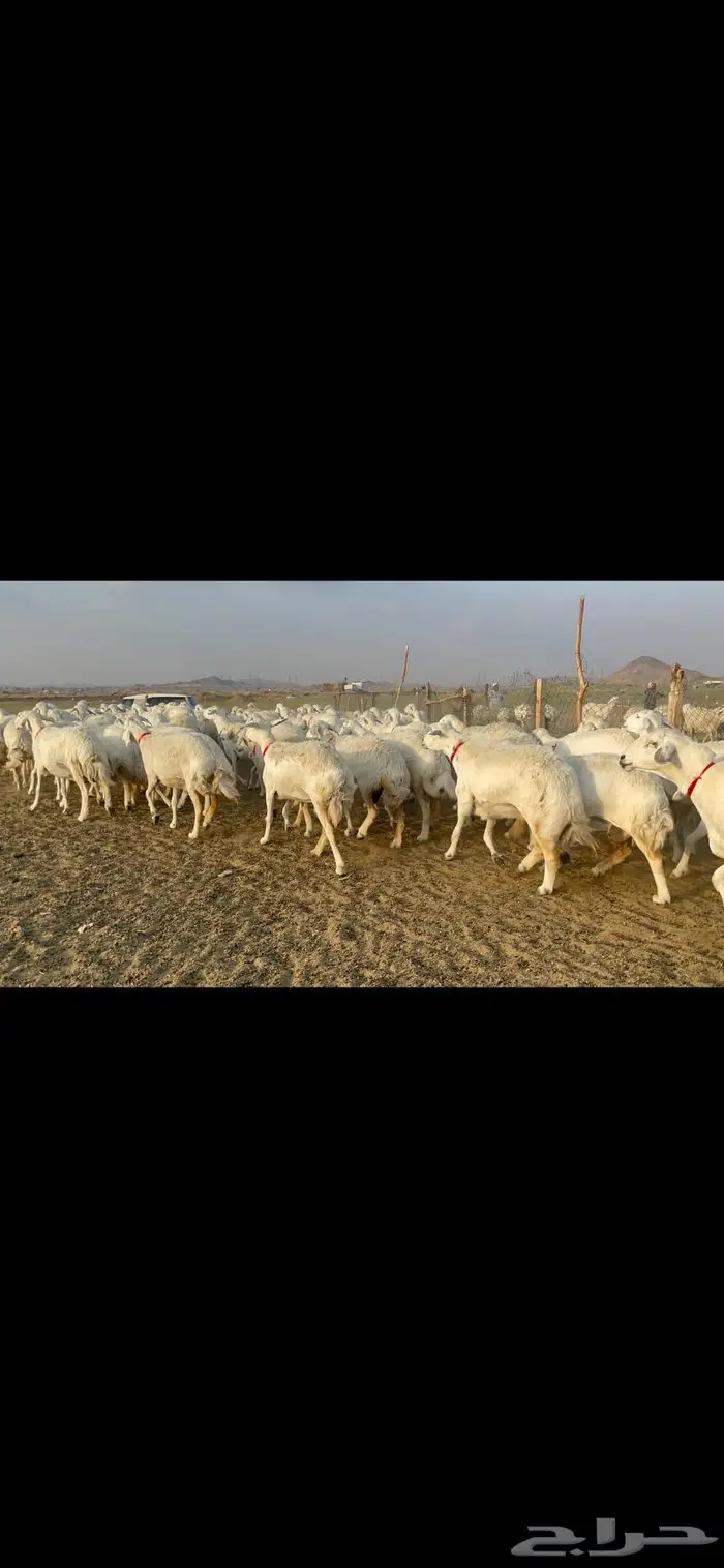 غنم حرية صنف جروم شي نادر مراح واحد 15