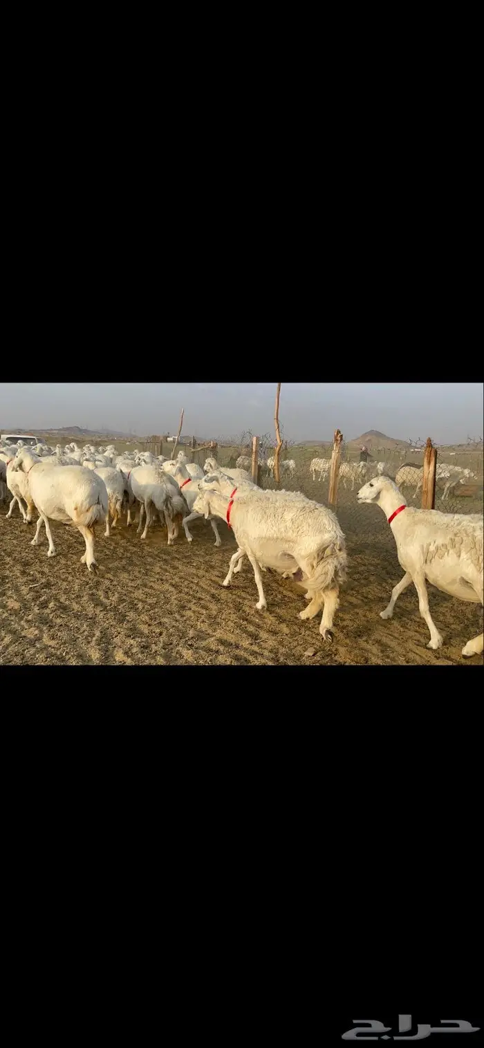 غنم حرية صنف جروم شي نادر مراح واحد 16