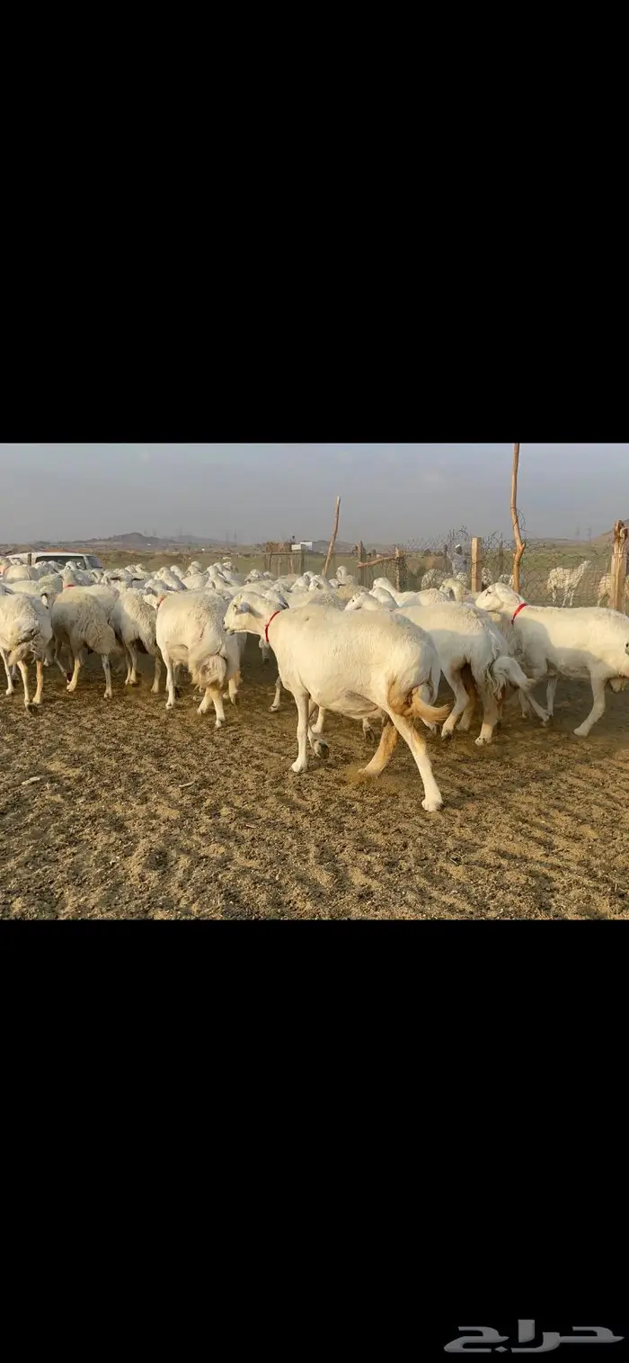 غنم حرية صنف جروم شي نادر مراح واحد 17