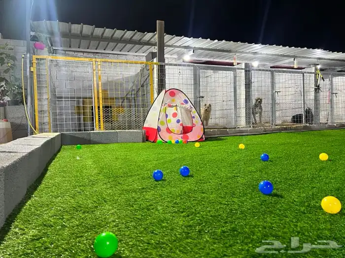 فندقة كلاب في شمال جدة 8