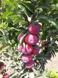 شتله البرقوق او الخوخ 2