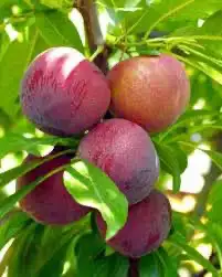 شتله البرقوق او الخوخ 3