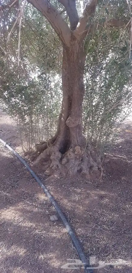 اشجار زيتون معمر القسم الزراعي لدى الشركه 71
