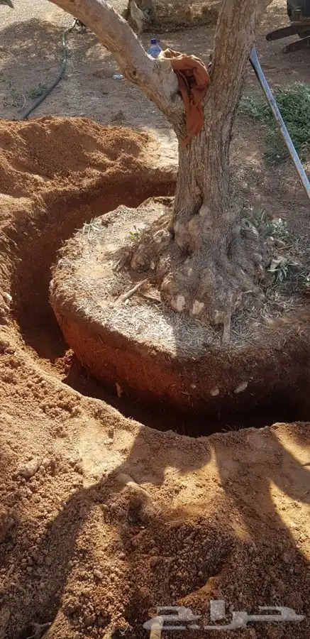 اشجار زيتون معمر القسم الزراعي لدى الشركه 74