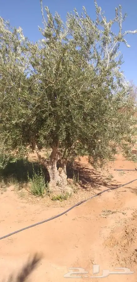 اشجار زيتون معمر القسم الزراعي لدى الشركه 97