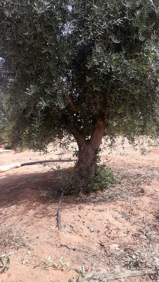 اشجار زيتون معمر القسم الزراعي لدى الشركه 66