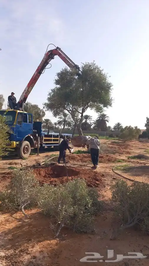 اشجار زيتون معمر القسم الزراعي لدى الشركه 41