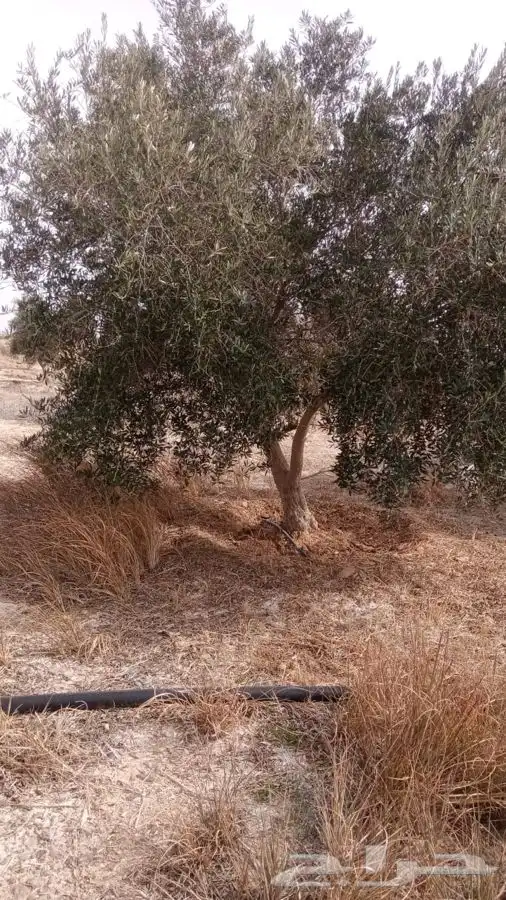 اشجار زيتون معمر القسم الزراعي لدى الشركه 25