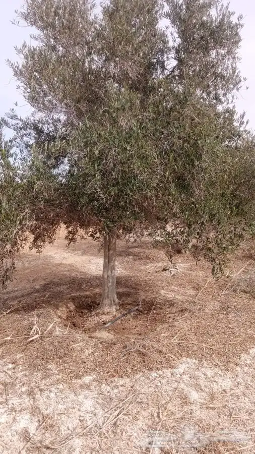 اشجار زيتون معمر القسم الزراعي لدى الشركه 30