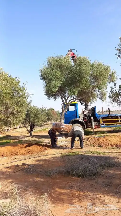 اشجار زيتون معمر القسم الزراعي لدى الشركه 40