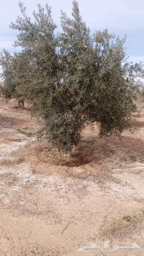 اشجار زيتون معمر القسم الزراعي لدى الشركه 23